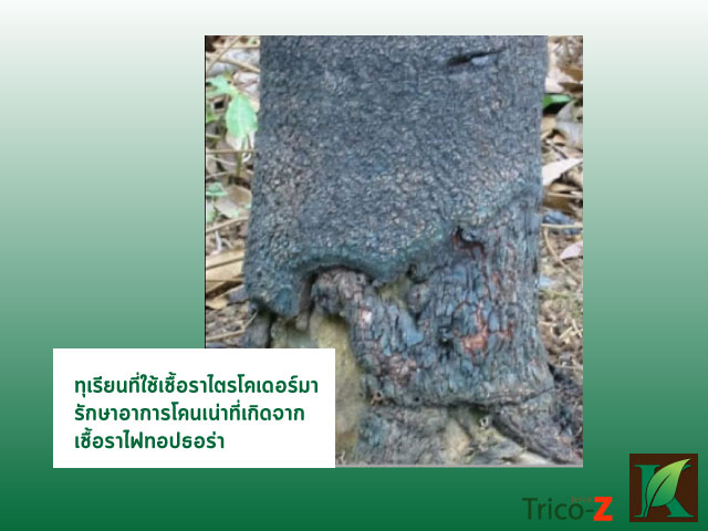 โรครากเน่าโคนเน่าในทุเรียน
