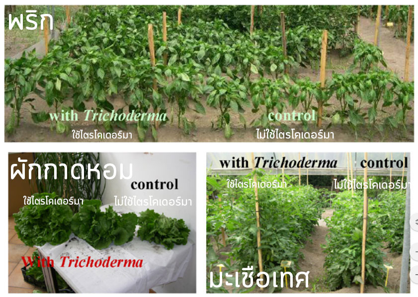 วิธีใช้เชื้อราไตรโคเดอร์มาในผักสวนครัว
