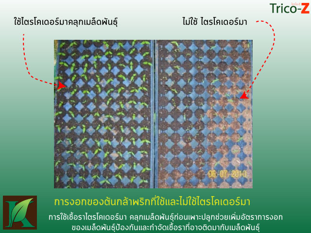ไตรโคเดอร์มา คลุกเมล็ดพันธุ์