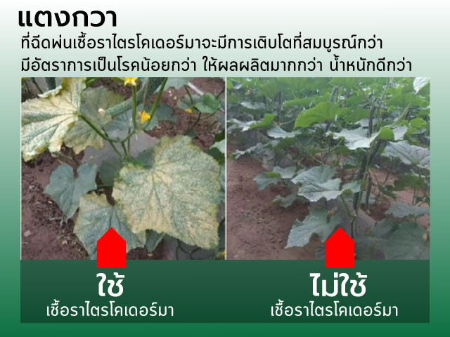 การใช้เชื้อราไตรโคเดอร์มาในแตงกวา