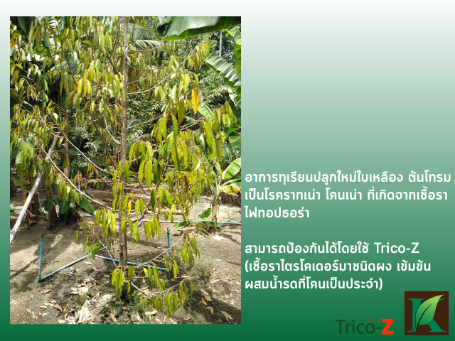 โรครากนเน่า โคนเน่า ทุเรียน