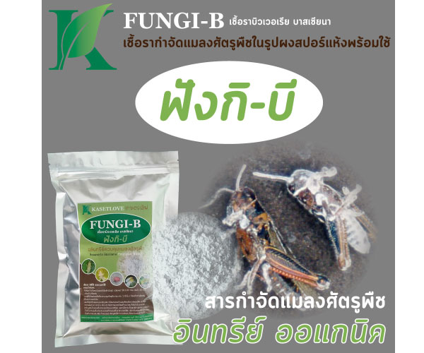 บิวเวอร์เรีย