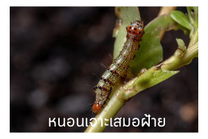 หนอนเจาะเสมอฝ้าย