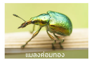แมลงค่อมทอง