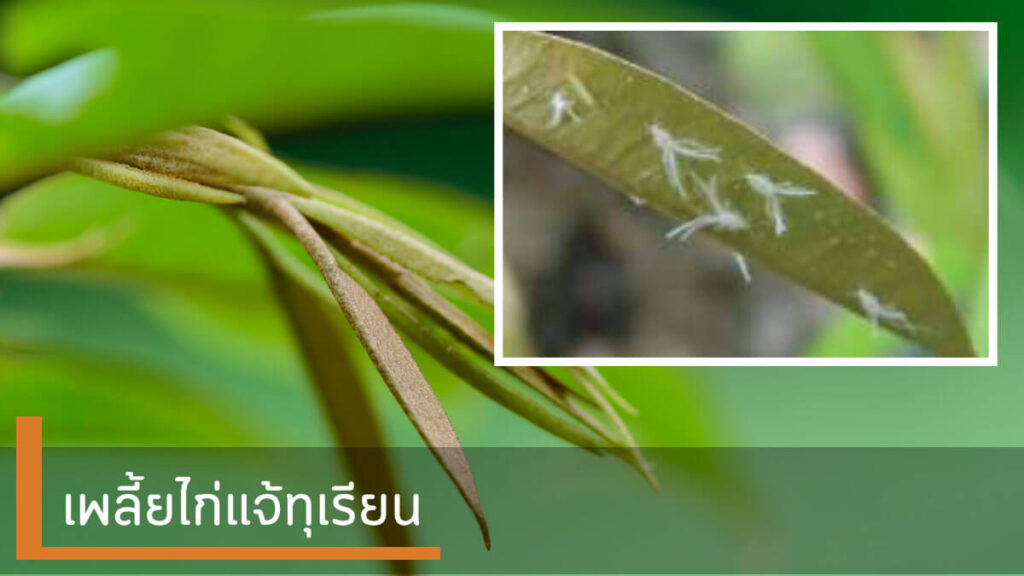 เพลี้ยไก่แจ้ในทุเรียน