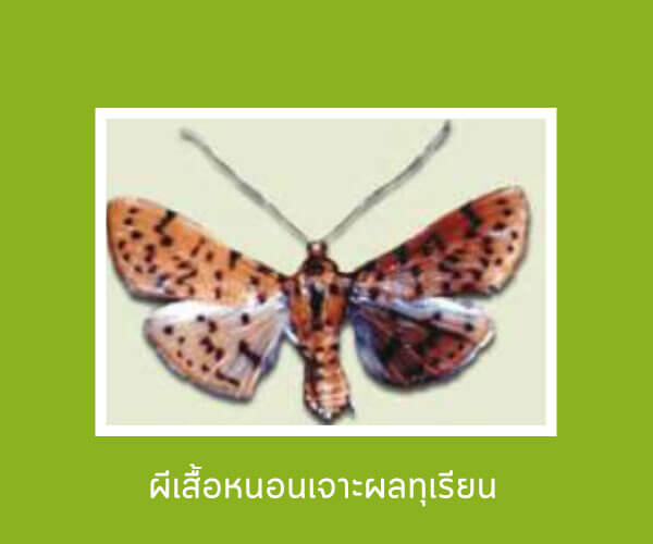 ผีเสื้อหนอนเจาะผลทุเรียน