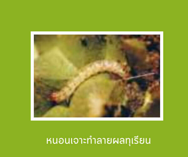 หนอนเจาะุผลทุเรียน