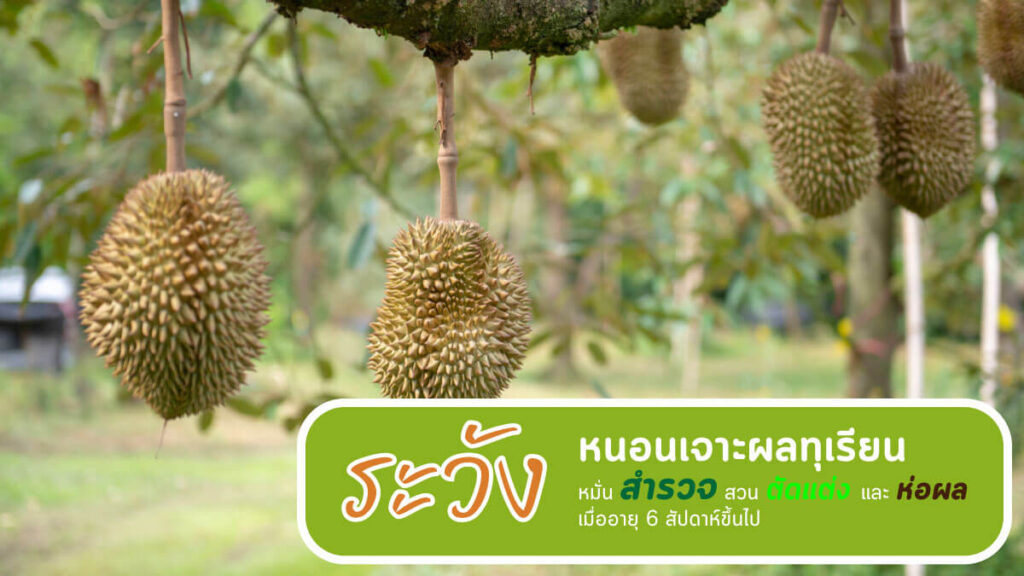 รวมยากำจัดหนอนเจาะผลทุเรียน