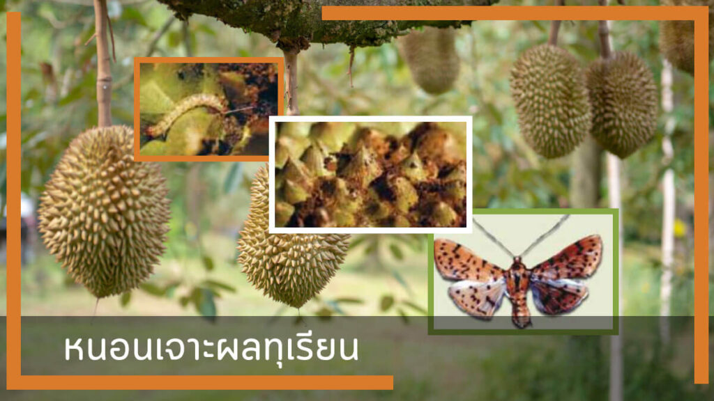 หนอนเจาะผลทุเรียน