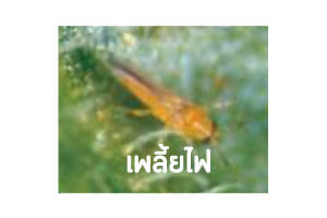 เชื้อราบิวเวอร์เรีย กำจัด เพลี้ยไฟ