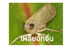 เพลี้ยจั๊กจั่น