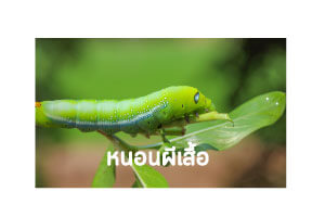 เชื้อราบิวเวอร์เรีย กำจัดหนอนผีเสื้อ