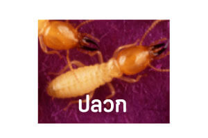 การกำจัดปลวกด้วยบิวเวอร์เรีย