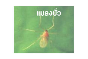 แมลงบั่ว