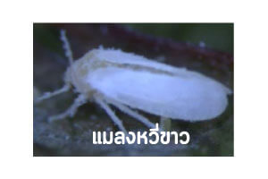 การกำจัดแมลงหวี่ขาว