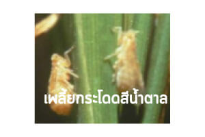 บิวเวอร์เรีย กำจัด เพลี้ยกระโดดสีน้ำตาล