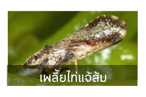 เพลี้ยไก่แจ้ส้ม