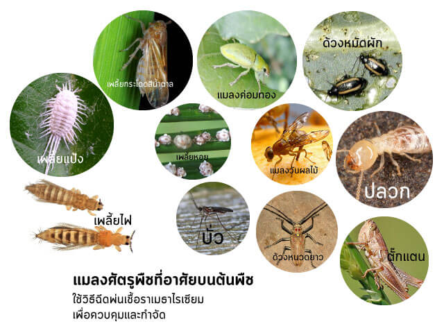 เมธาไรเซียม