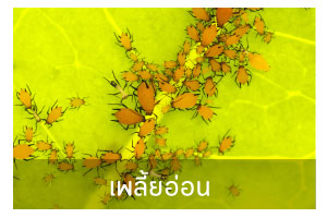 เพลี้ยอ่อน