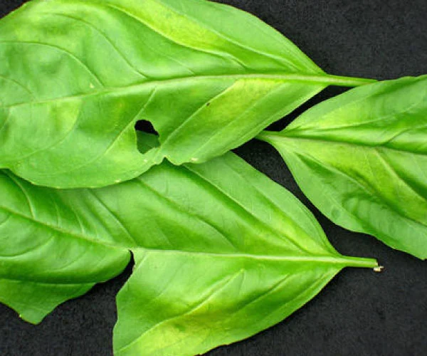 โรตราน้ำค้าง โหระพา Diseases basil downy mildew.