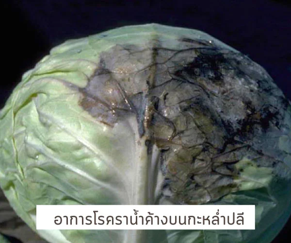 โรค ราน้ำค้าง กะหล่ำ