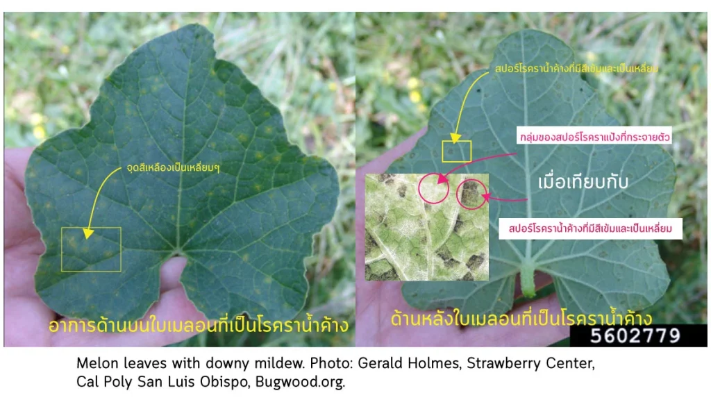 อาการ โรค ราน้ำค้าง ใน เมล่อน
