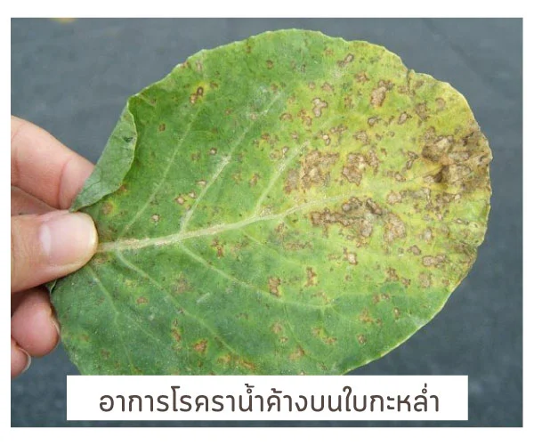 ราน้ำค้าง