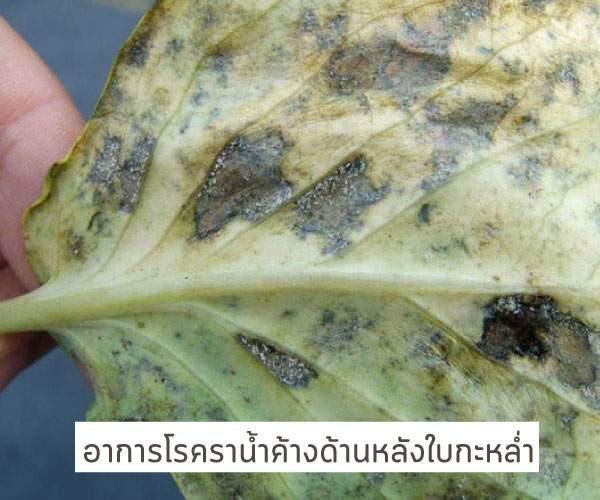 โรค ราน้ำค้าง กะหล่ำ