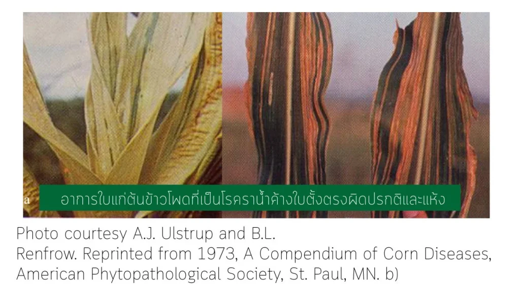 โรค ราน้ำค้าง ในข้าวโพด