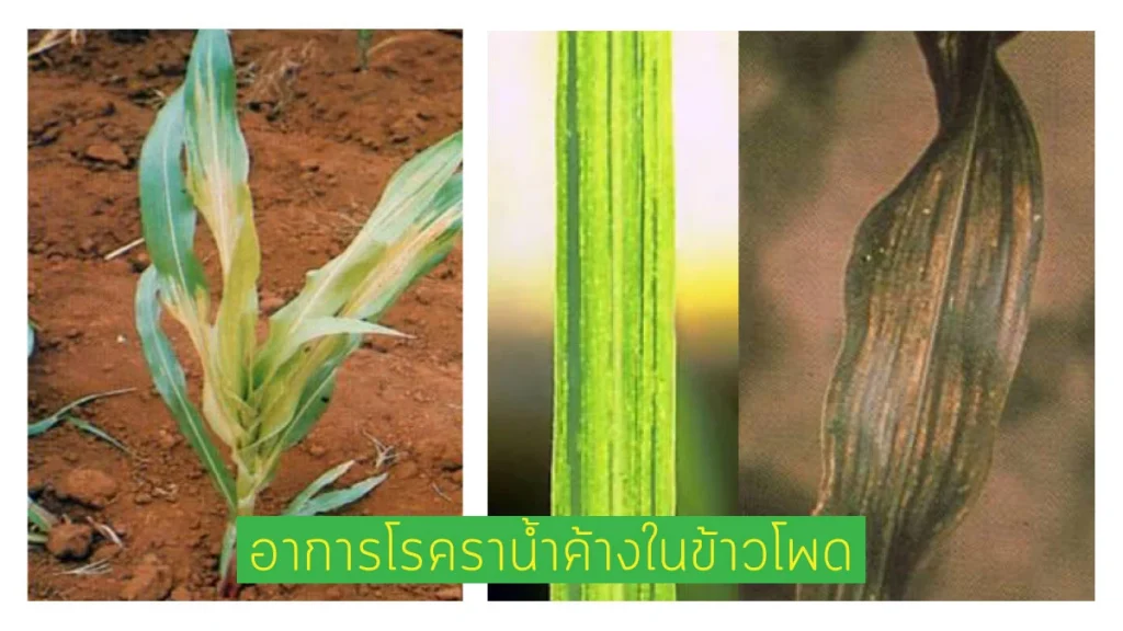 โรคราน้ำค้าง ข้าวโพด