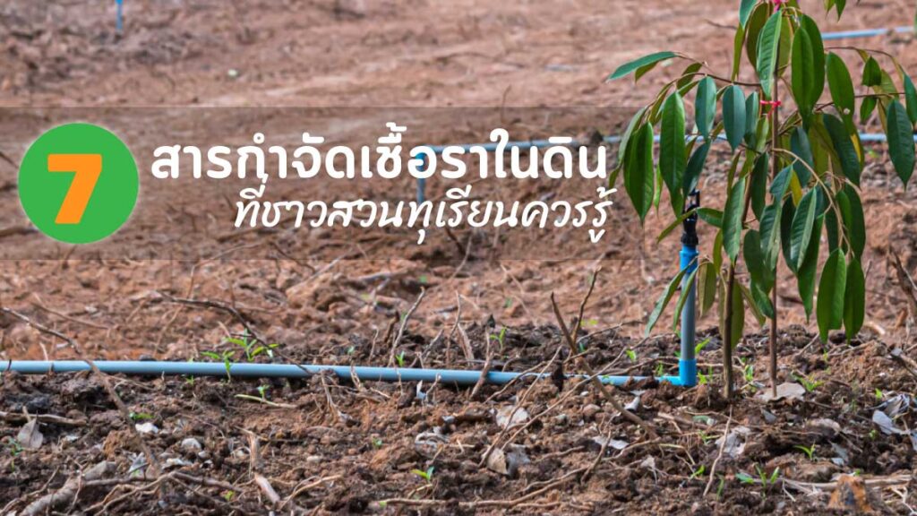 7 ยาฆ่าเชื้อราดิน
