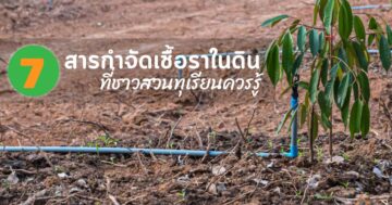 7 ยาฆ่าเชื้อราดิน