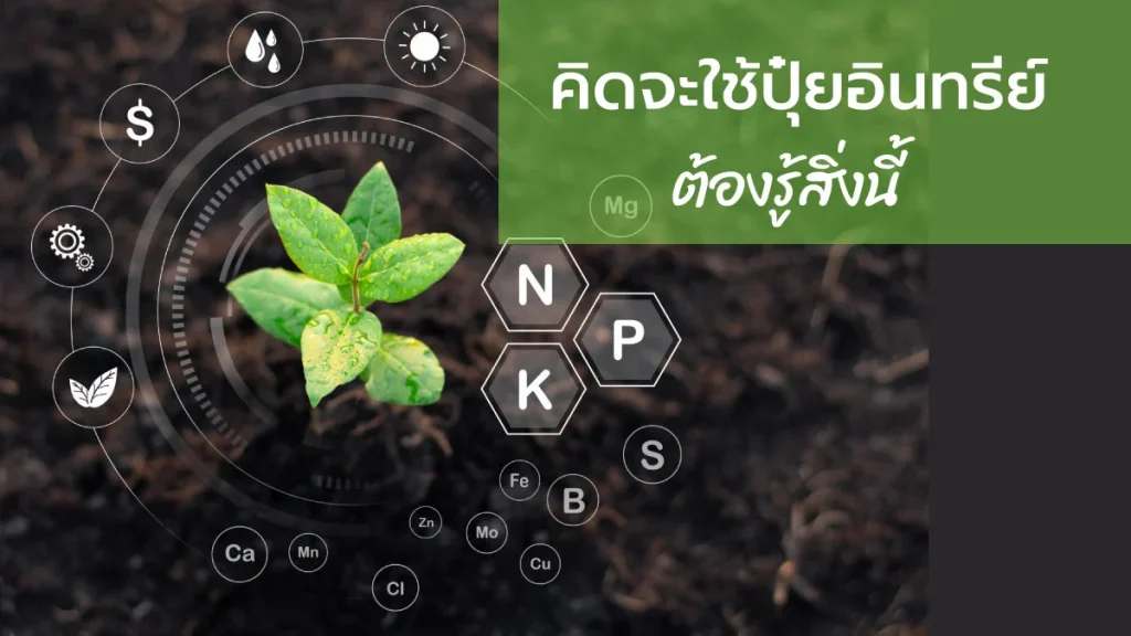ปุ๋ยอินทรีย์
