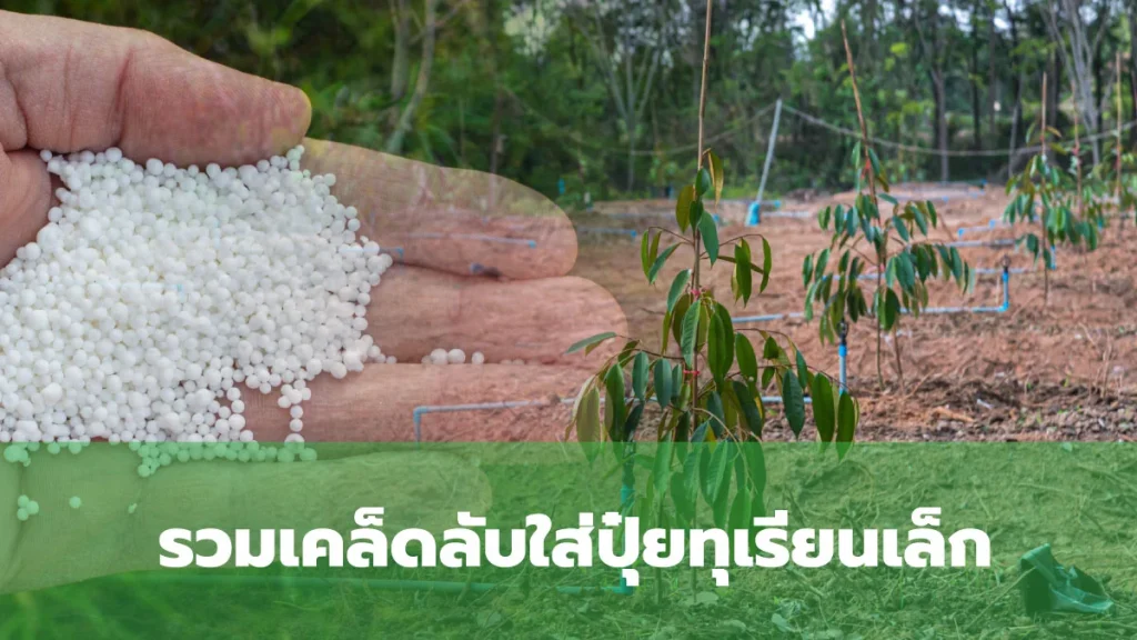 การใส่ปุ๋ยทุเรียนเล็ก