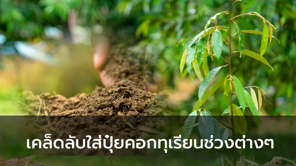 ปุ๋ยคอกใส่ทุเรียน