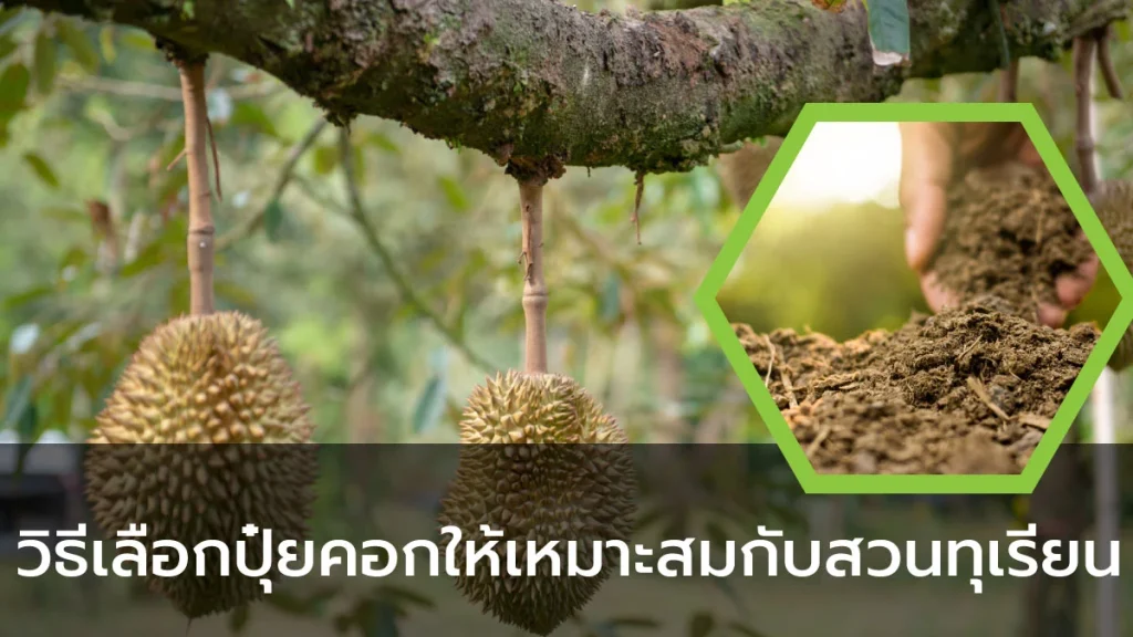 การเลือกปุ๋ยคอกใส่ทุเรียน