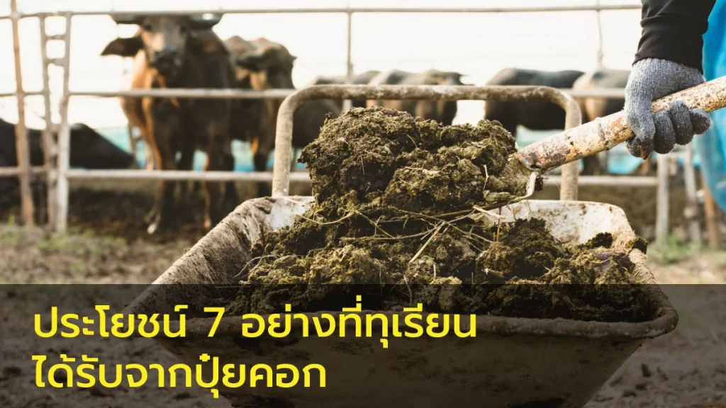ปุ๋ยคอกใส่ทุเรียน