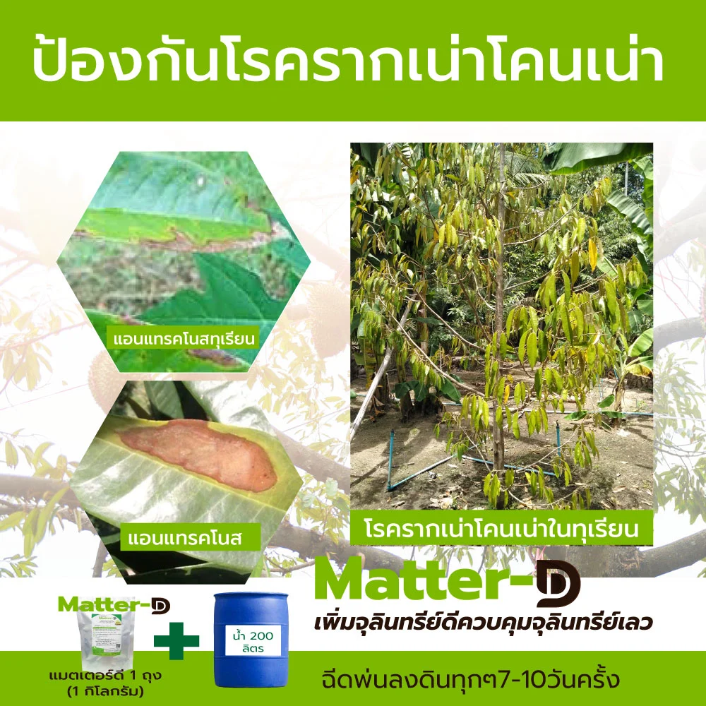 สารป้องกันโรครากเน่าโคนเน่าทุเรียน