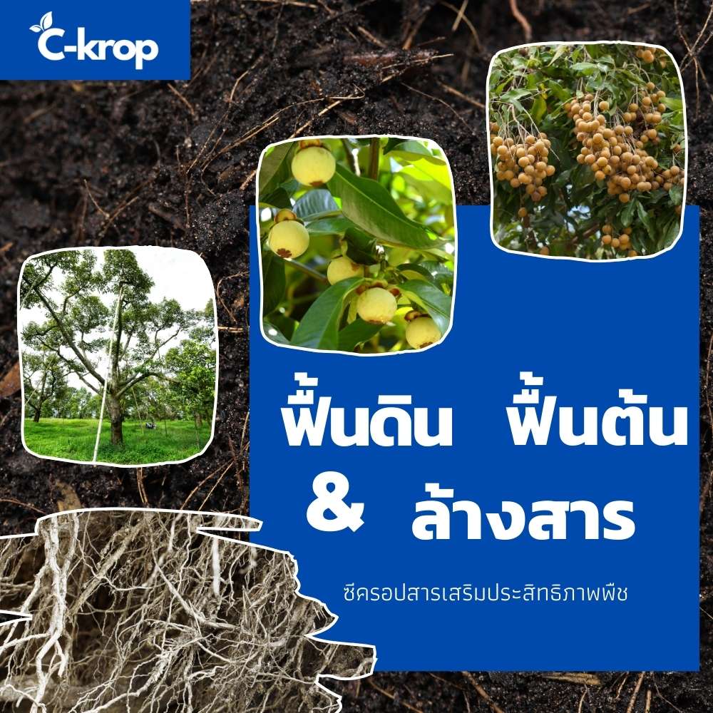 ซีครอป ฟื้นต้นทุเรียนหลังเก็บเกี่ยวผลผลิต