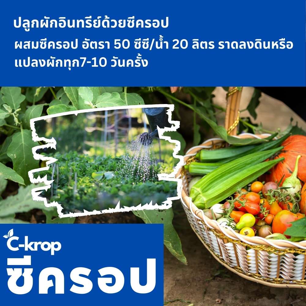 การปลูกผักอินทรีย์ด้วยซีครอป