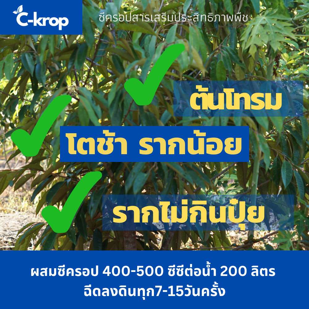 ซีครอป เร่งโต เพิ่มราก