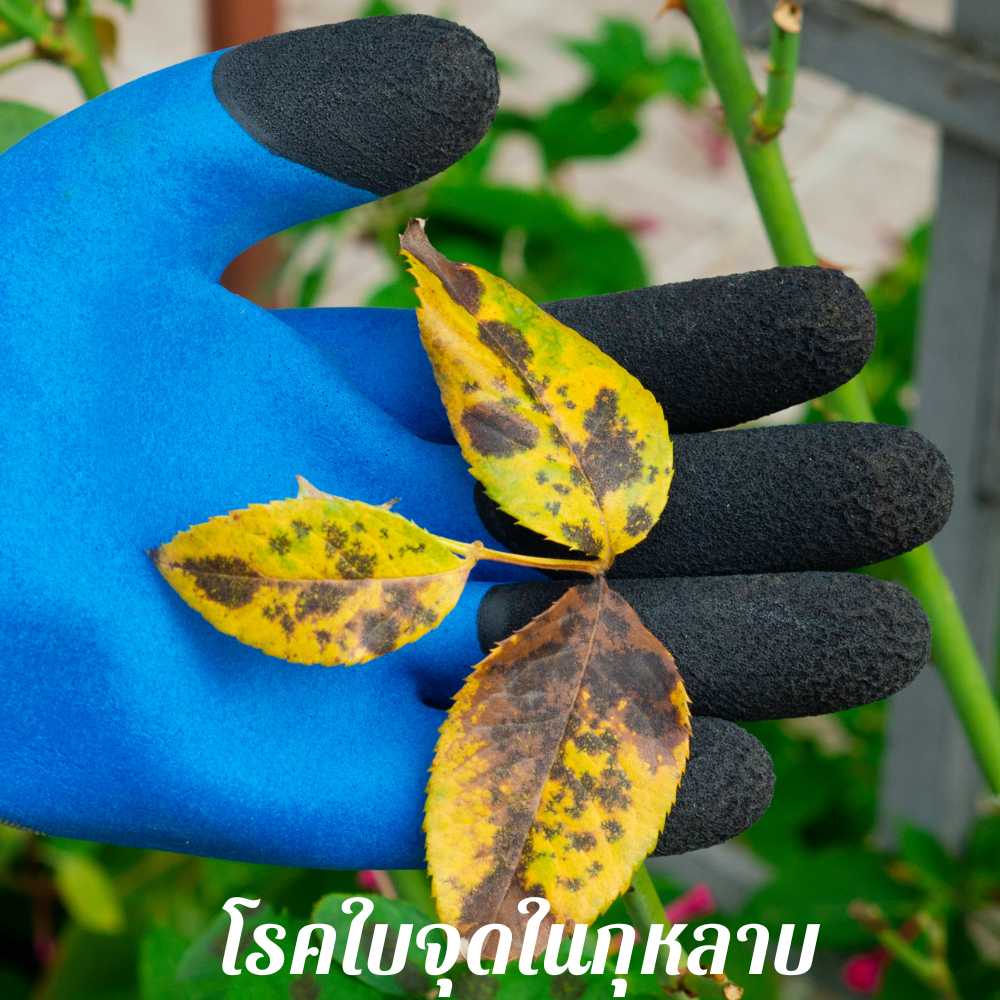 โรคใบจุด ใบไหม้ในกุหลาบ