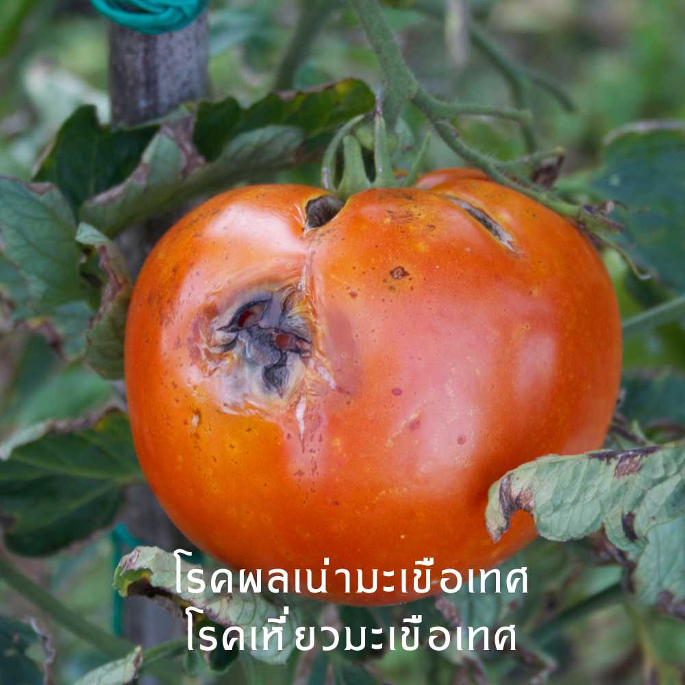 ไตรโคเดอร์มา ชนิดสด - Image 4