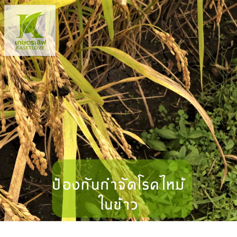 ป้องกันโรคไหม้ในข้าว