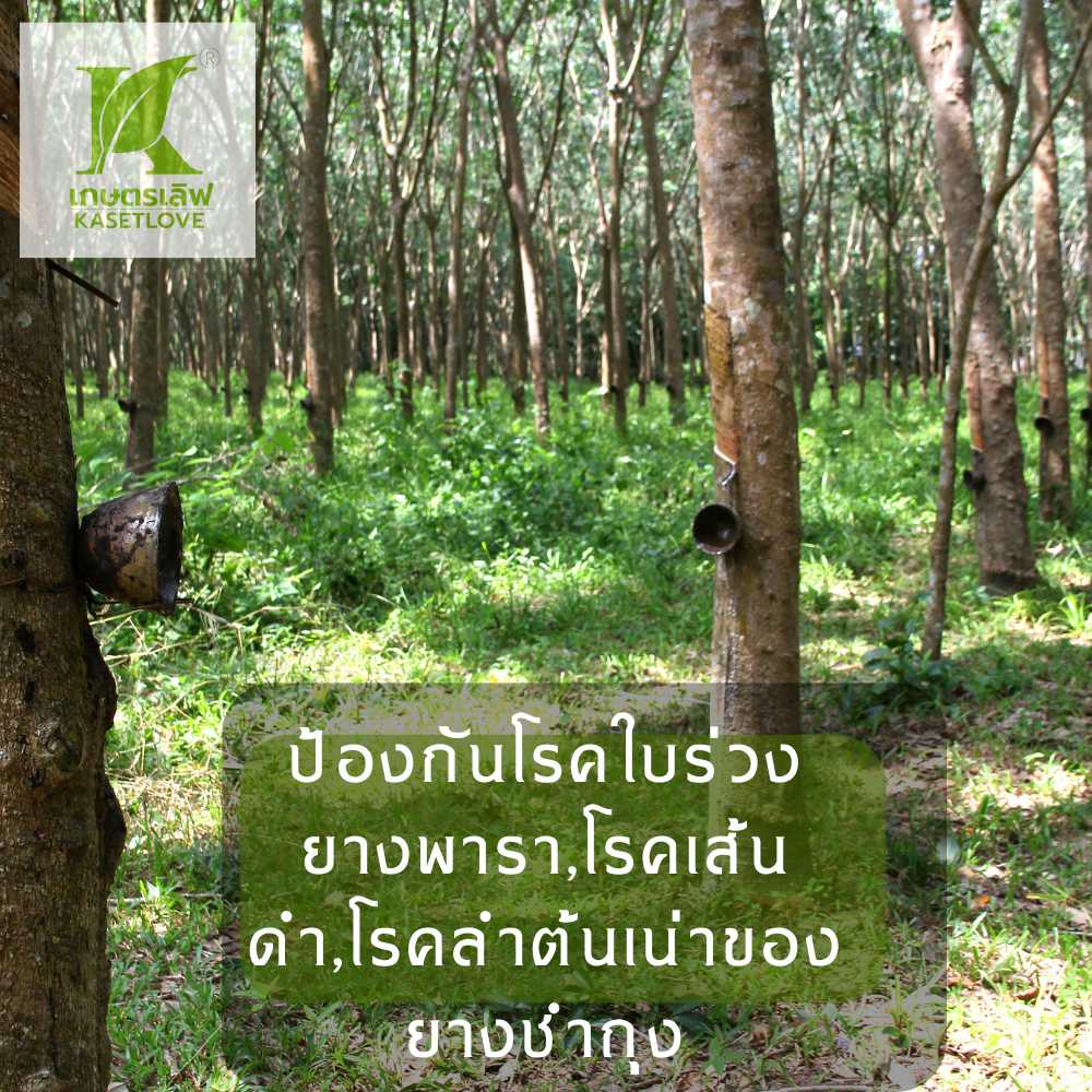 ไตรโคเดอร์มา ชนิดสด - Image 7