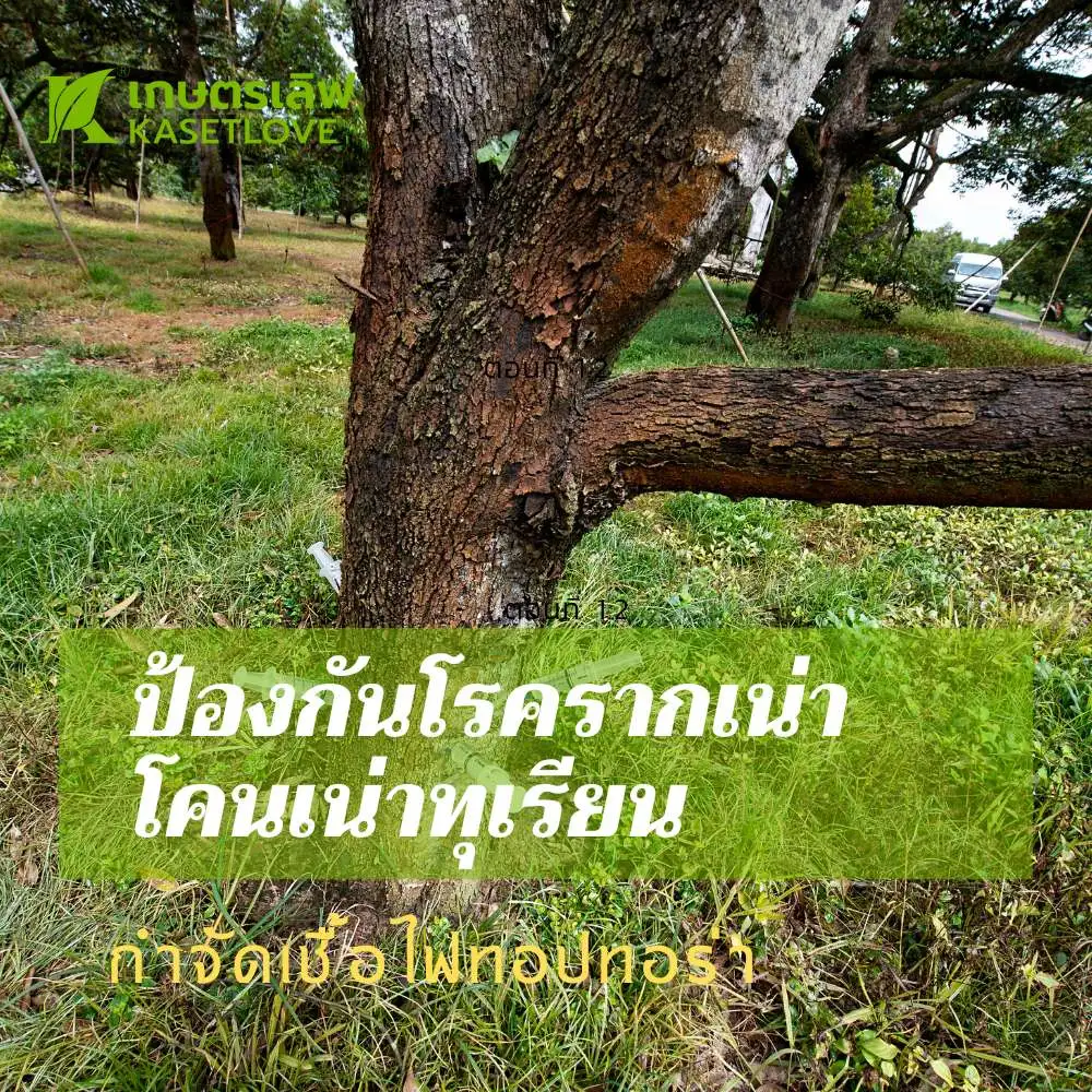 เชื้อราไตรโคเดอร์มา กำจัดโรครากเน่าโคนเน่าทุเรียน