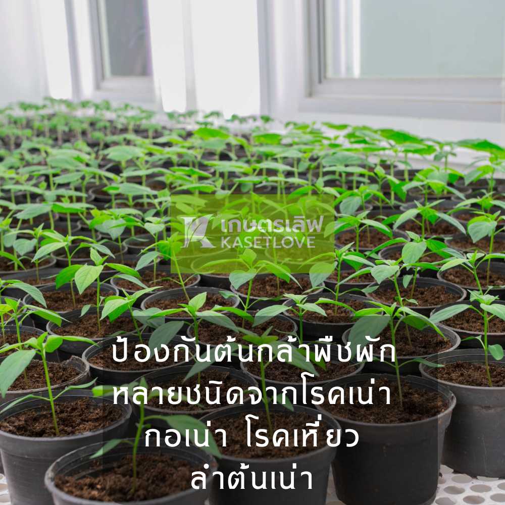 ไตรโคเดอร์มา ชนิดสด - Image 6