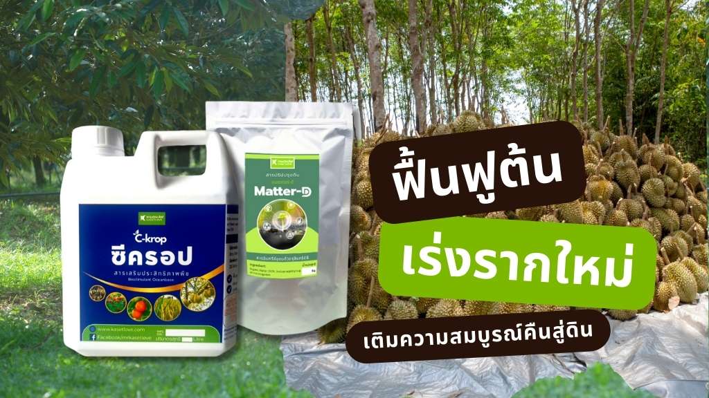 ฟื้นฟูทุเรียนหลังเก็บเกี่ยวด้วยซีครอปและแมตเตอร์ดี