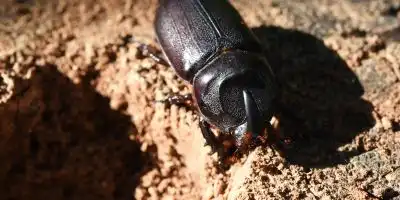 pest control