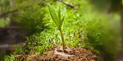planting methods